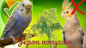 МОЖНО ЛИ  ПОПУГАЮ УКРОП? Можно ли давать волнистому попугаю зелень укропа?
