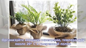 Растения для кухни. что можно вырастить на подоконнике?