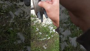 Насадка на дрель для ощипывания мулардов,уток.Быстрый способ ощипать птицу