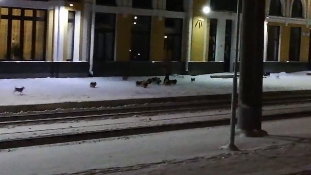 женщина выгуливает ночью стаю волкодавов на пероне станции Томск 1 смотреть онлайн