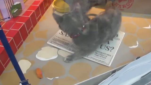 Macy's Holiday Windows 2010 SFSPCA смотреть онлайн