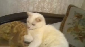 Реакция моего кота на свет фонарика