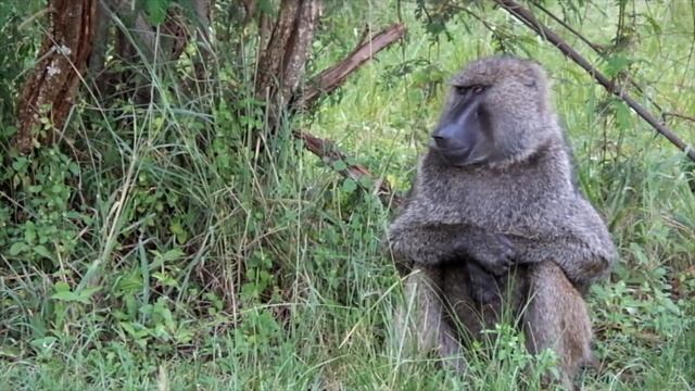Akagera National Park Safari  Rwanda  A Beautiful Story
