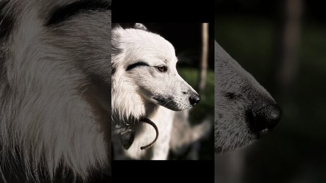 *ДОМА* ❤ Ласковый и миролюбивый парень Умка ищет дом. 🏡 🐕