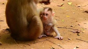 SO BRAVE! LEO NEEDS MILK BUT MOM LIBBY DRAGS HIM OUT/VERY PITY/LOVELY BABY MONKEY!
