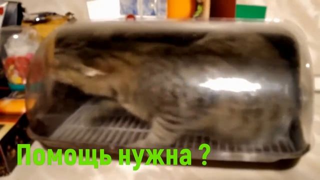 Кот Арчи в ловушке! Помощь спешит.