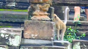 OMG.. Jane Look Brave Run Chasing Big Male Almost Dropping Jonna in Water To Protect Her Deep Well.