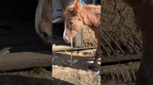 Первая чистка и расчистка копыт диковатого жеребенка