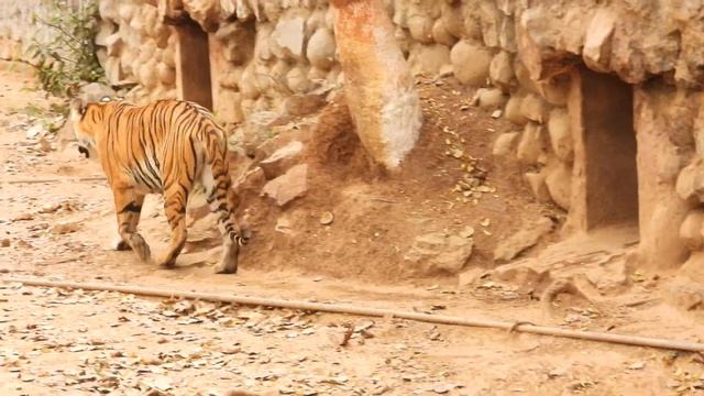 Durga entry from the rest house after 50 Seconds | Zoological Park