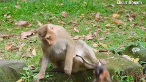 Baby Monkey Rex So Brave He Don't Scare Everything Cos He Still Too Young By Mom Rose Worry All Tim