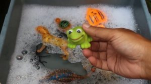 Lots of Zoo Wild Animals For Children With Real Safari Animal Videos Part 12