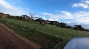 Elephants crossing and grazing as we drive by