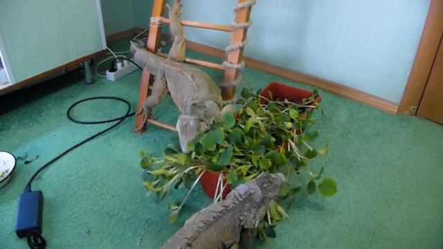 Девочки кушают смотреть онлайн