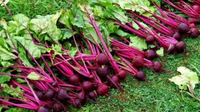 Что творит СВЕКЛА с организмом? Что будет, если есть свеклу каждый день. смотреть онлайн