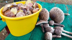 Грибная разведка от 25 октября 2024 г.