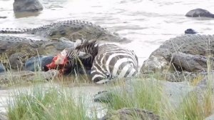 Zebra's face is torn off by crocodiles crossing the Mara River during safari in Kenya