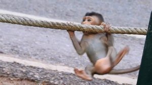 Baby monkey Rex is pretty brave,Look at adorable baby Rex playing with mom Rose