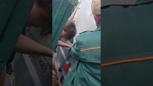 Купили хряка для наших девчуль.Покупка и перевозка взрослого хряка