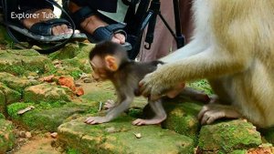 Super unbelievable & brave little skinny baby Rex runs to talk & lip smacking to cameraman not fear