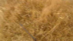 Охота на зайца 18.12.2021 в Ростовской области