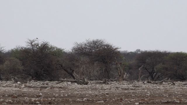 Day in Etosha 4K - Safari Trip to Etosha National Park, Namibia смотреть онлайн