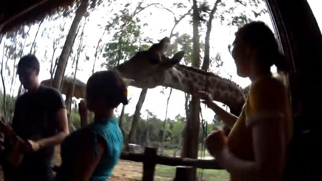 Vinperal safari park phu quoc смотреть онлайн