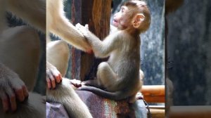 4  Unbelievable brave monkey Bonita chasing bite monkey luna by not scare everything  Luna scared r