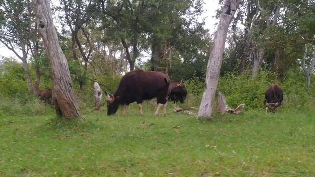 TN 43 love 😍|Mudhumalai jeep safari| safari booking details|SouthIndia first animal sanctuary смотреть онлайн