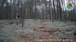 11.10.2024. Лось.Заповедник "Большая Кокшага". Подошел к березе, почесал голову и ушел. Бежит.