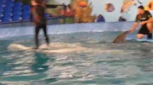 Дельфинарий в Барнауле