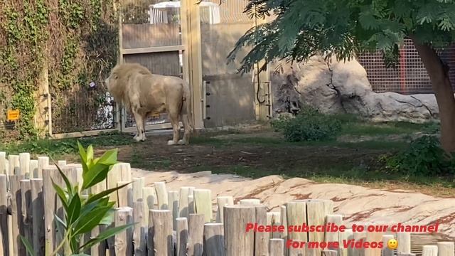 Dubai Safari Park Adventure… Lions … #dubaisafari #adventure #animals