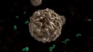 Работа макрофага все три стадии!