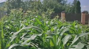 Жизнь в деревне____Август___🏡☀️🙋🌺🌺🌺🏋️🚴🏊🧚