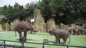 Elephant show at Xiangjiang Safari Park Guangzhou