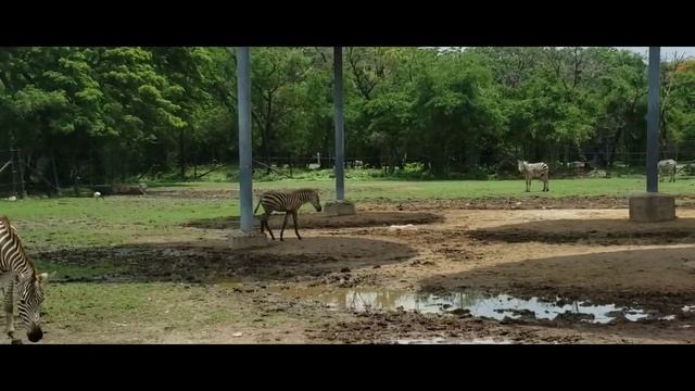 SAFARI WORLD THAILAND||DAY 1 AT SAFARI WORLD VLOG|| BANGKOK THAILAND смотреть онлайн
