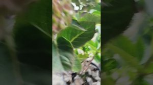 Гортензии, примула как выглядит рассада с Европы