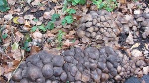Рядовка скученная . Где можно собрать грибы .