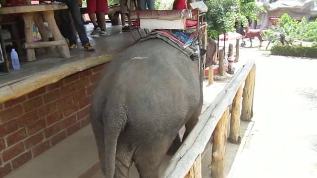 Tayvan fil safari 9 смотреть онлайн