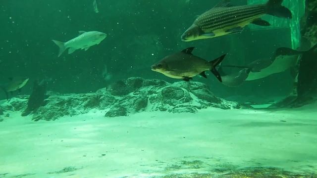 River Safari Singapore Aquarium смотреть онлайн