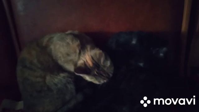 привезли и поставили дверь/долгострой и кошки смотреть онлайн