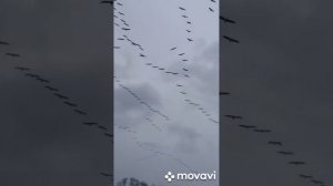 перелет аистов