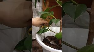 фикус(каучуконосный) (эластика)