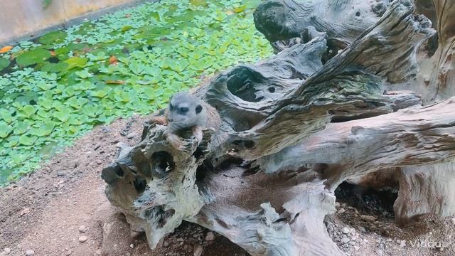 CEBU SAFARI ADVENTURE PARK
