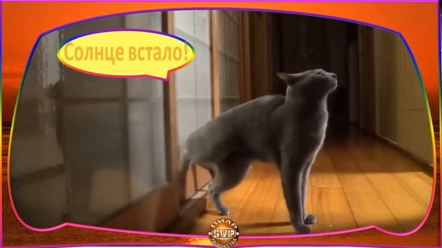 Кот стучит в дверь😀😁😂🤣 смотреть онлайн