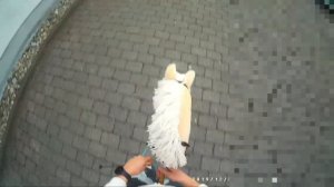 Hobbyhorse springen mit GO PRO!!😱Akira+Dancer