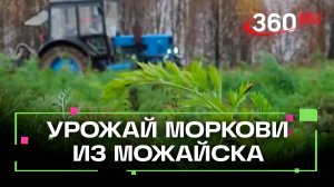 Фермеры из Можайска собрали урожай моркови