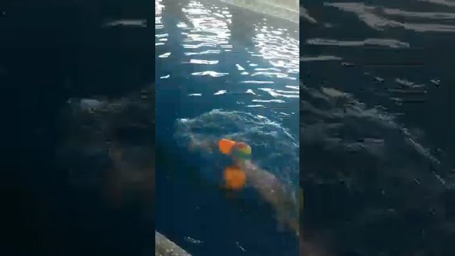 внучка в бассейне!😝😝😝😝😝🙊🙊🙊🙊👍👍👍👍 смотреть онлайн