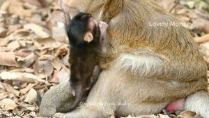 Unbelievable Amara Brave Kidnapped Baby Brittany From Mom. Brinn Give Her A Lesson Not Stupid Again