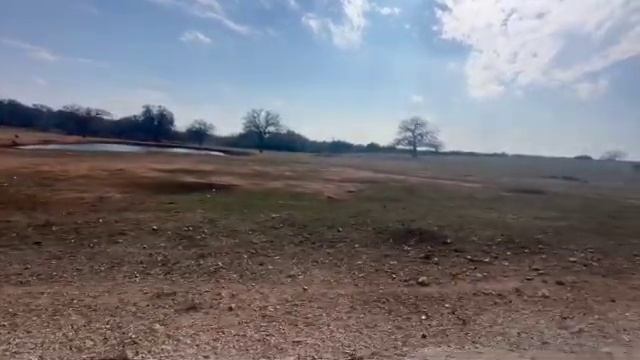 Geese axis deer Amazon parrot donkey foal parakeet baby sheep moose llama rhea cactus garden 15628 смотреть онлайн