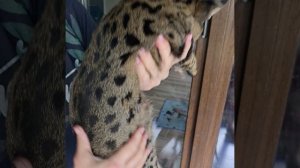 мальчик Саванна Ф1 Savannah F1